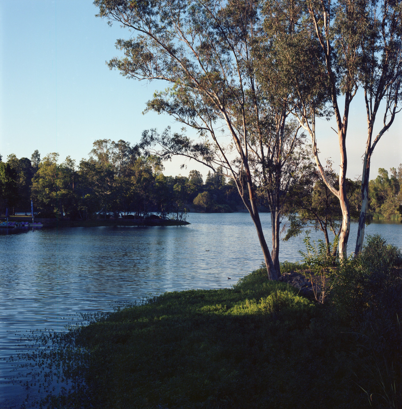 Late afternoon at Vasona Lake, seen from a picnic area near the shore.