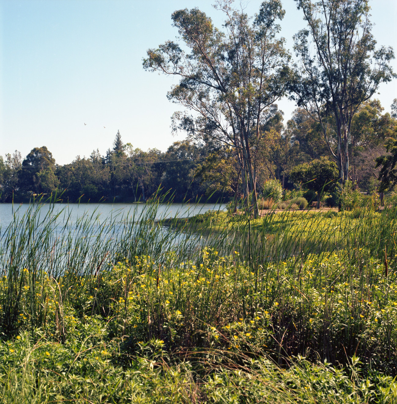 View down the shore of Vasona Lake. Reeds and shore grasses showing in the foreground; middle distance, a little peninsula with several eucalyptus rising from it; far distance, the far shore of the lake and the forest.