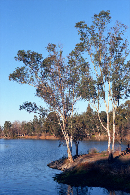 Peninsula near pedestrian bridge and all of Vasona Lake in the red of imminent sunset.