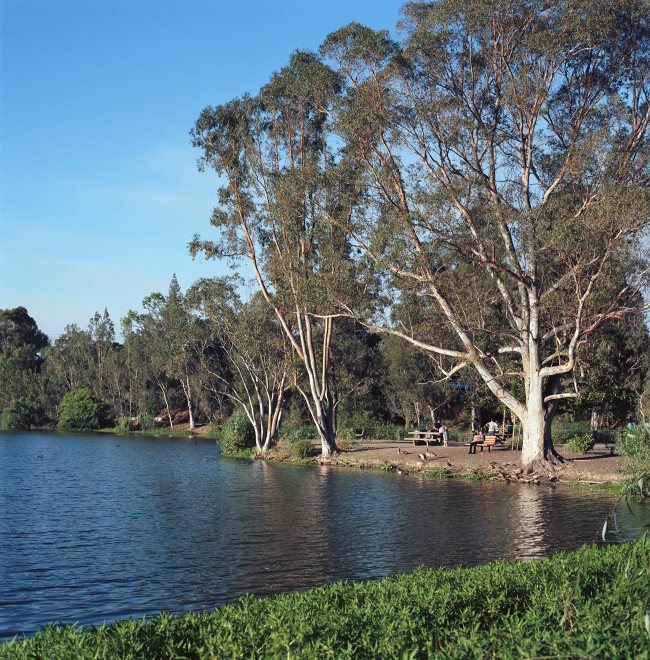 Picnic area set in a peninsula near the bridge at Vasona Park. There is a triangle of lake coming right up to a tree of striking angularity - the tree leaves an impression in memory.