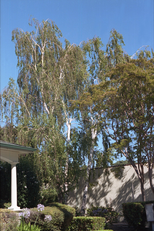 Birch trees in a yard downtown Willow Glen