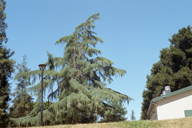 Cedar in Willow Glen Park