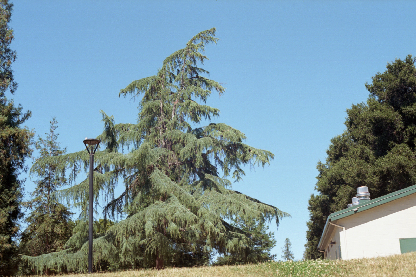 Cedar in Willow Glen Park