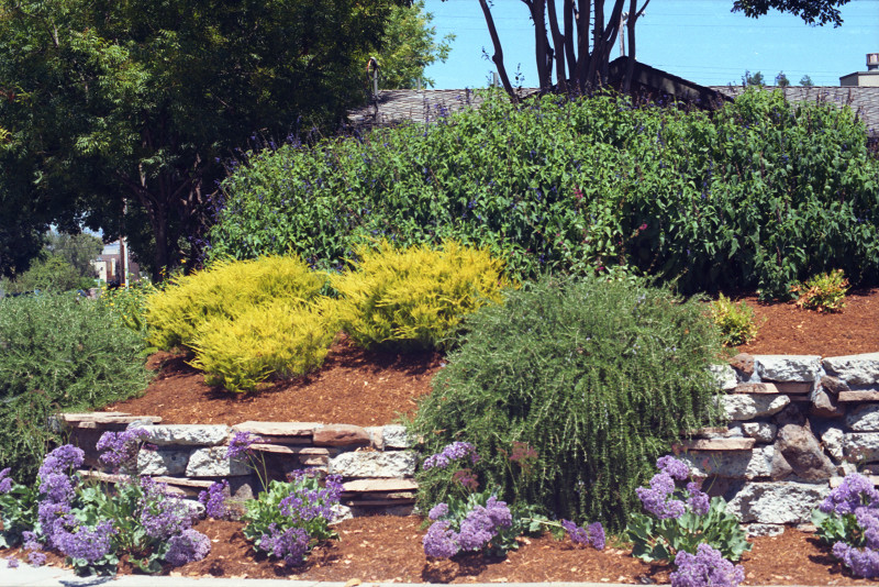 Terrace Garden in Willow Glen