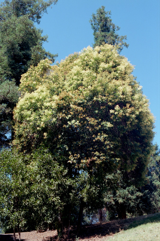 Living Solar Energy, Willow Glen Park