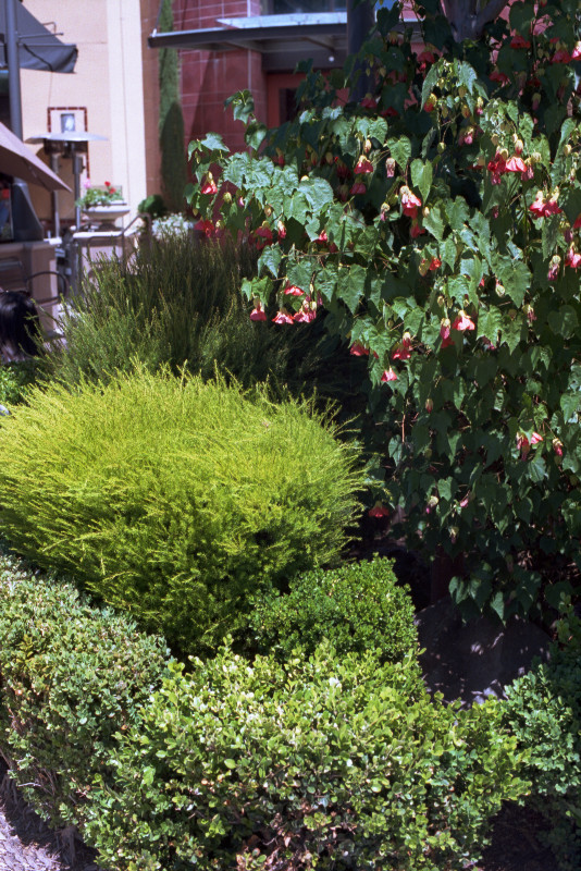 Willow Glen street garden at Lincoln and Willow