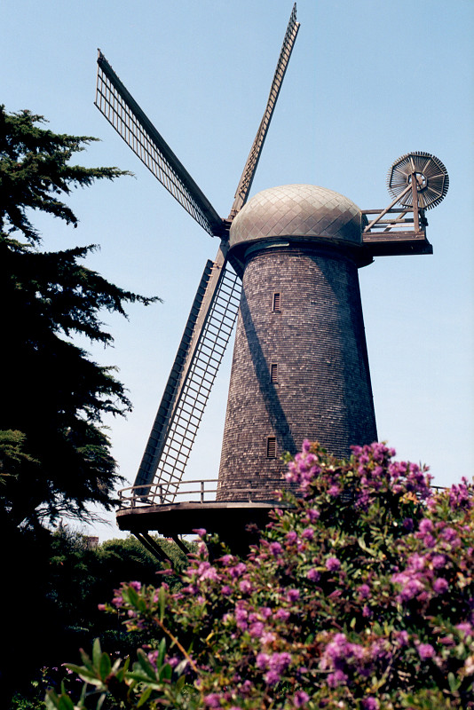 Windmill Wilhelmina seen against a pale blue sky. On the left, the deep green of a Monterey cypress; lower right corner, a pink crepe myrtle tree standing between us and the windmill.