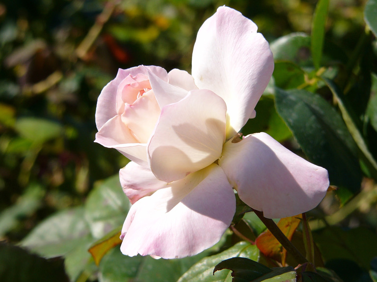 San Jose Municipal Rose Garden
