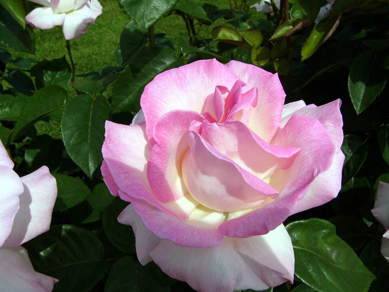 San Jose Municipal Rose Garden
