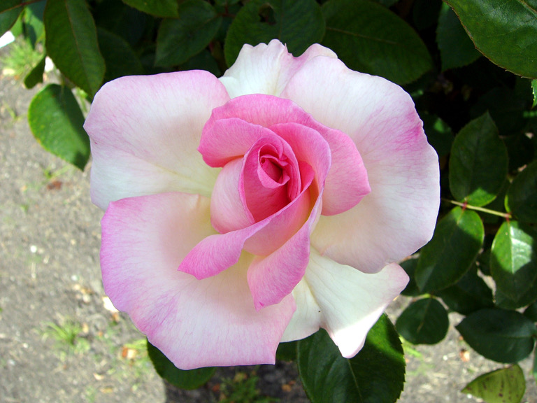 San Jose Municipal Rose Garden