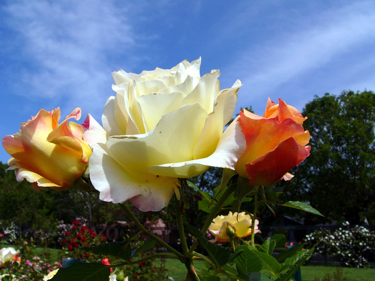 San Jose Municipal Rose Garden
