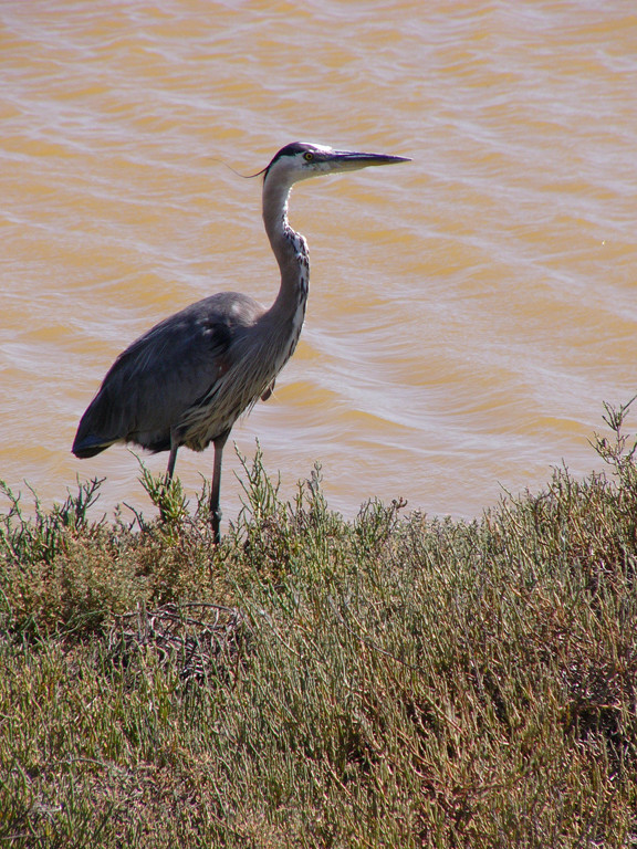 Heron at Don Edwards Wildlife Refuge.