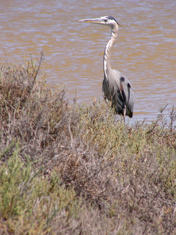 Heron at Don Edwards Wildlife Refuge.