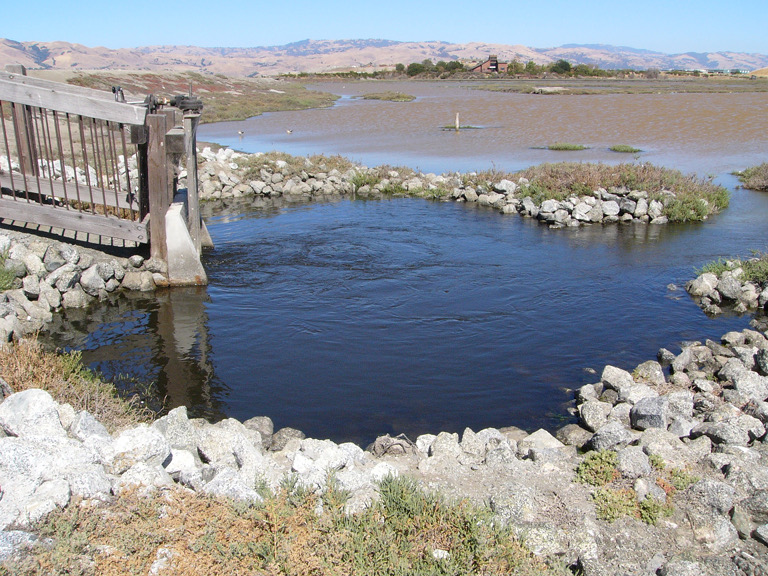Blue water, brown water, at Don Edwards Wildlife Refuge.