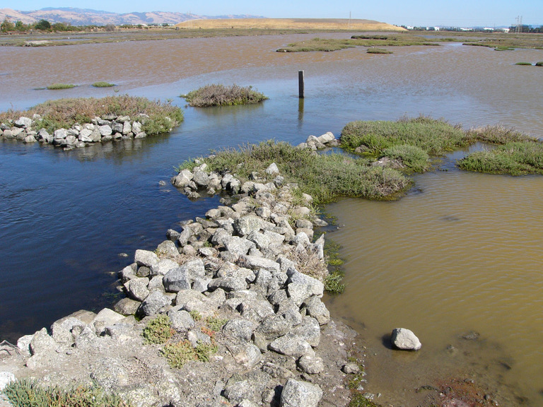 Blue water, brown water, at Don Edwards Wildlife Refuge.
