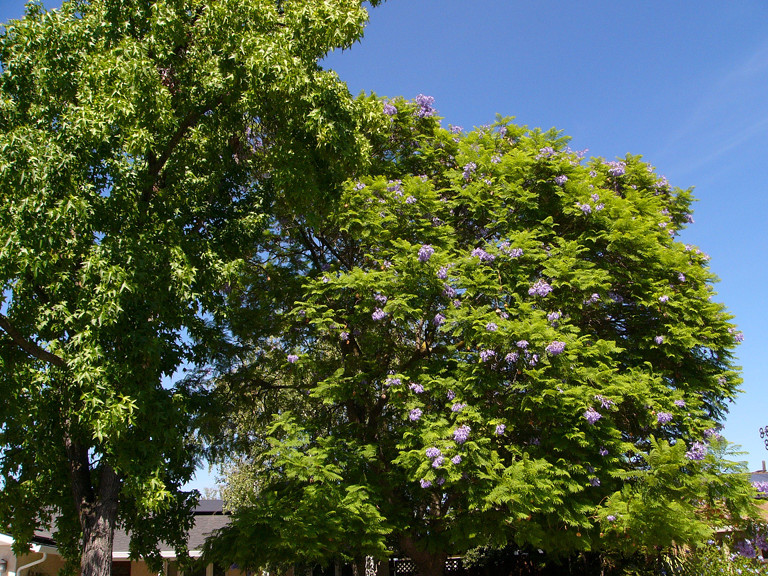 Jacaranda tree on the avenue in Cambrian.