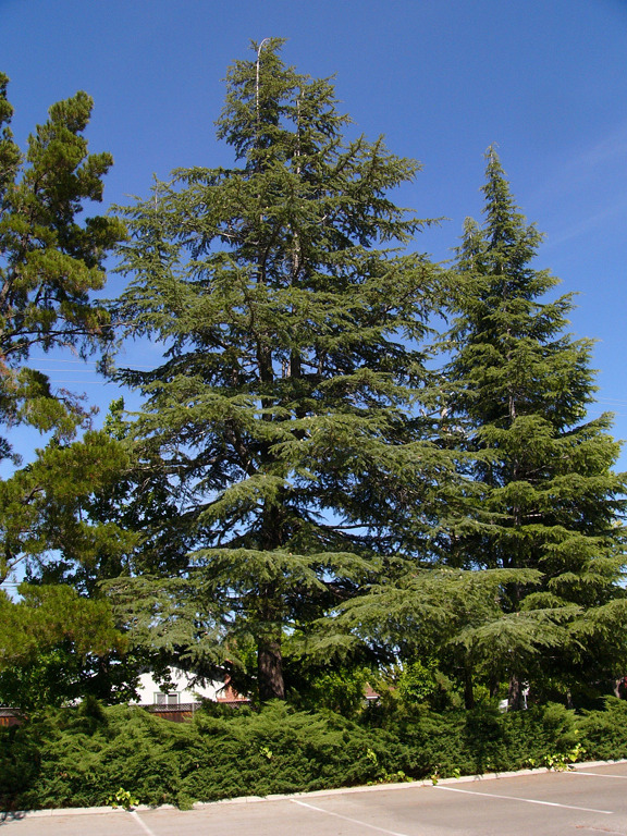 Row of cedars in Cambrian.