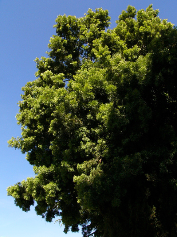 Large deciduous tree in profile against blue sky, Meridian Avenue, San Jose.
