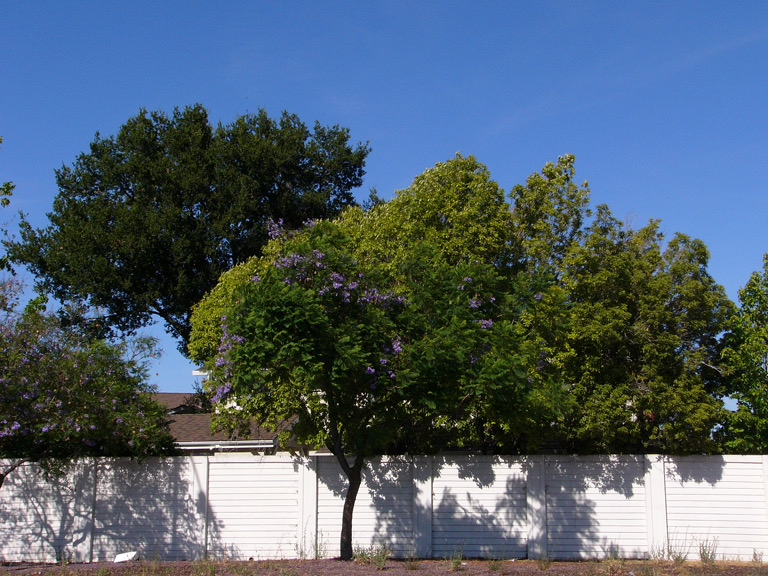 Trees in spring flower follow a white wall along Meridian Avenue, San Jose.