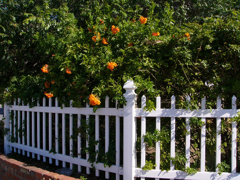 Little golden flowers behind a white picket fence on Meridian Avenue, San Jose.