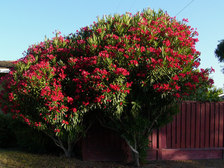 Tree with flowers of intense red color, Cambrian, San Jose.