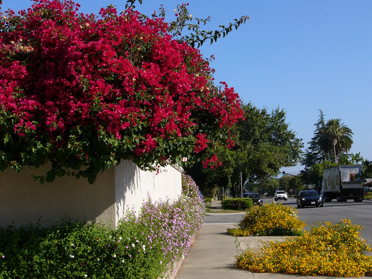 Vine with red flowers growing along Meridian Avenue, San Jose.