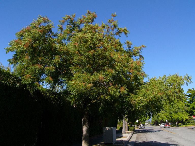 Looking down a residential street near Meridian Avenue, San Jose.