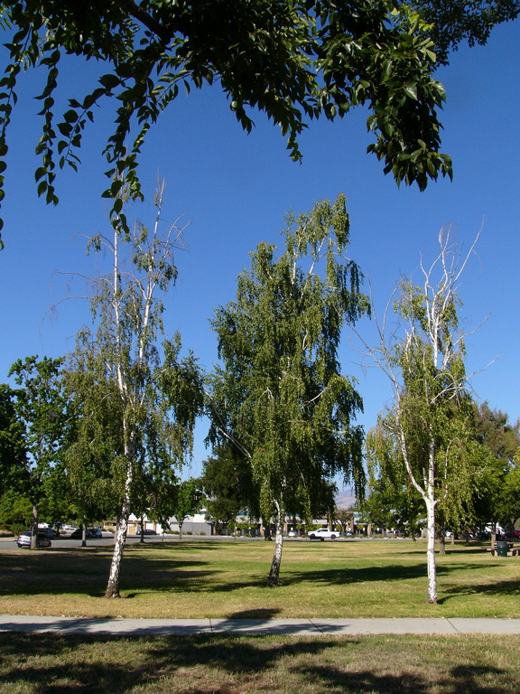 Birch trees in a park, Meridian Avenue, San Jose.