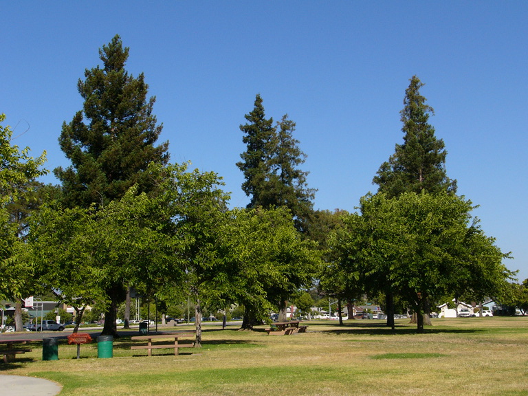Birch trees in a park, Meridian Avenue, San Jose.