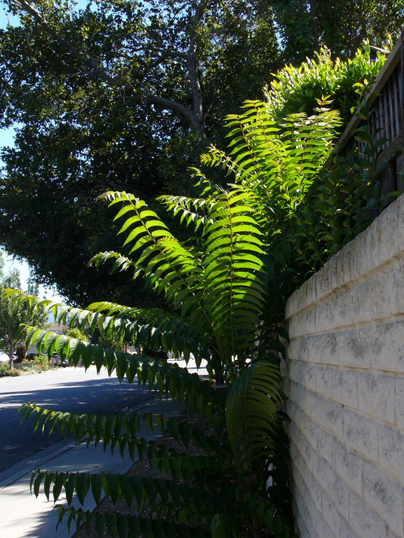 Jungle on display in Campbell, California.