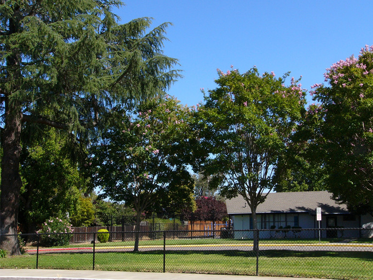 Schoolyard with its own forest, Cambrian, California.
