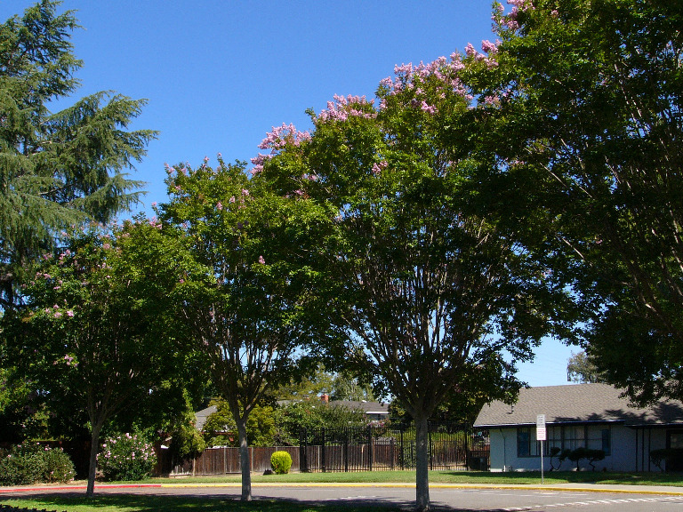 Crepe myrtle trees in the schoolyard, Leigh Avenue, San Jose.