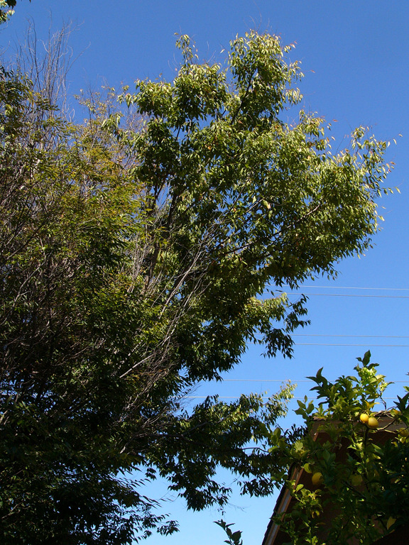 Tree reaching out to the sky, Cambrian, California.