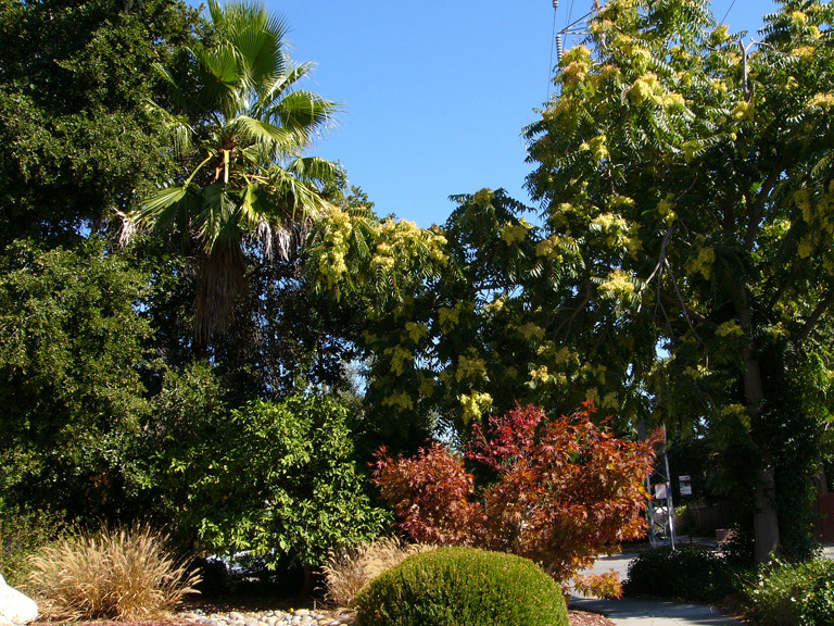 The jungle of Cambrian, California.