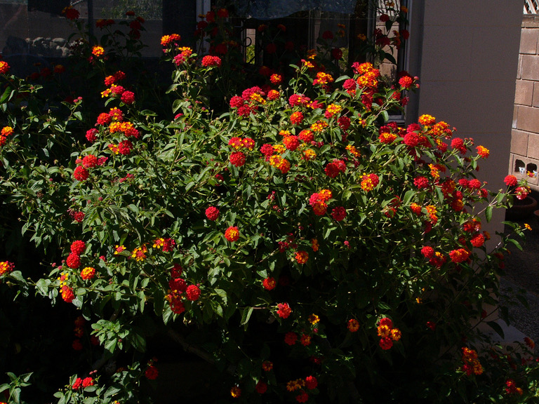 Lantana in a garden, Cambrian, San Jose.