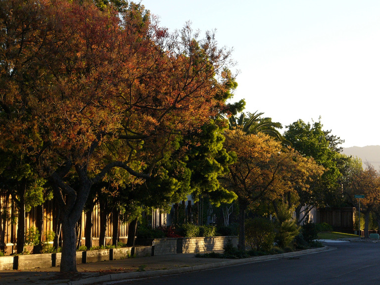 Looking down a residential street near Meridian Avenue, San Jose.