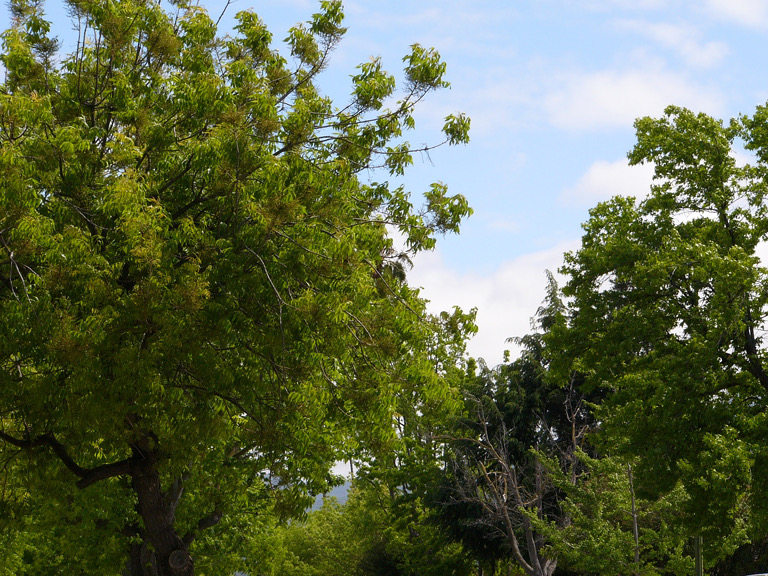 Trees relaxihg under a blue sky, Spring in Cambrian.
