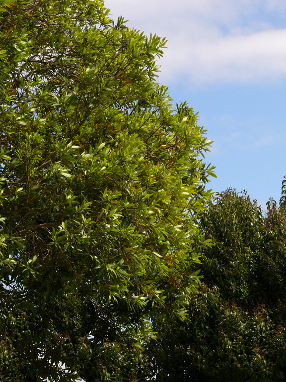 Trees relaxihg under a blue sky, Spring in Cambrian.