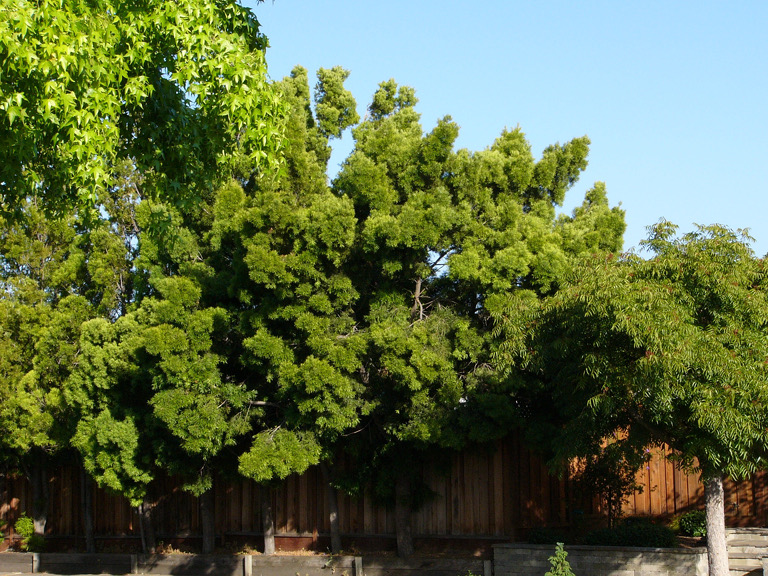 Row of trees on a sidestreet of Meridian Avenue, San Jose.