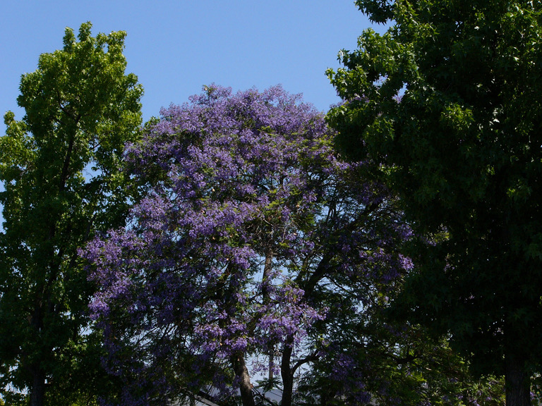 Jacaranda tree on the avenue in Cambrian.