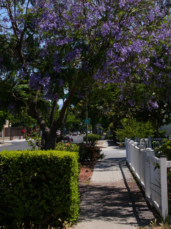 Looking down the street, Cambrian, San Jose.